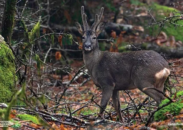 Hagah Alojamentos - Geres 펜션